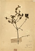 藏品(枹櫟)的圖片